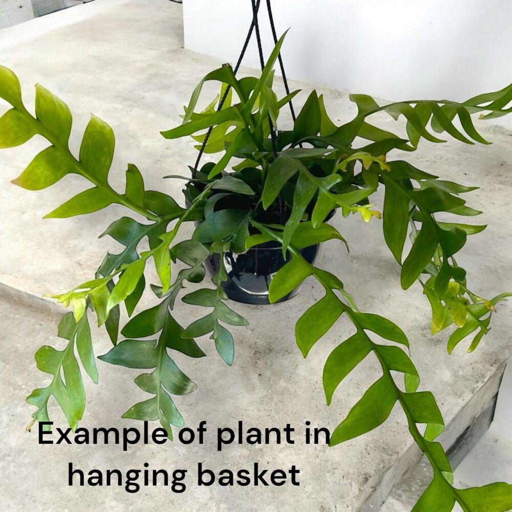 Fern Leaf/Sharks Tooth Cactus Cutting In Prop Cup